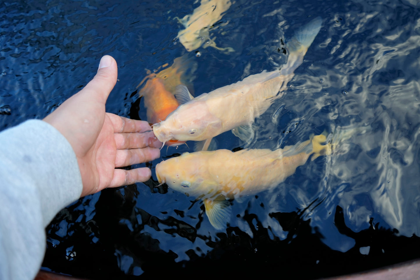 Koifutter, koi futter, koifutter kaufen, koi ganzjahresfutter, koi winterfutter, koi wachstumsfutter, koi mikronährstoffe, koifutter für wachstum, koifutter günstig, koifutter fischmehl, koifutter jumbo koi, koifutter tosai, koifutter nisai, koifutter online kaufen, koifutter youtube, koi futter bestellen, koifutter preiswert, koifutter discount, koifutter rabatt, koifutter schwimmend, koi handfütterung, koi snacks, koi taler, koifutter riesentaler, koi leckerlies, koifutter für kinderkoifutter zahme koi, d