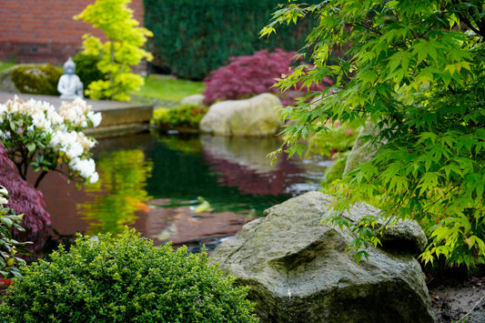 Der Gartenteich als Koiteich – geht das?