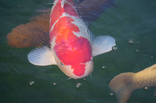 Warum unsere Koi Produkte umweltfreundlicher sind als andere?